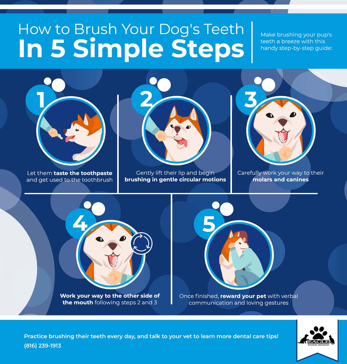 Infographic showing how to brush your dogs teeth