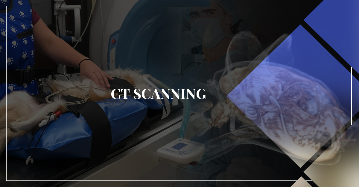 Pet CT Scanning