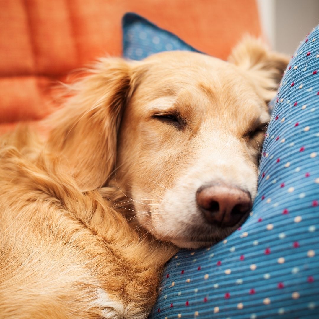 Golden retriever asleep on a pillow