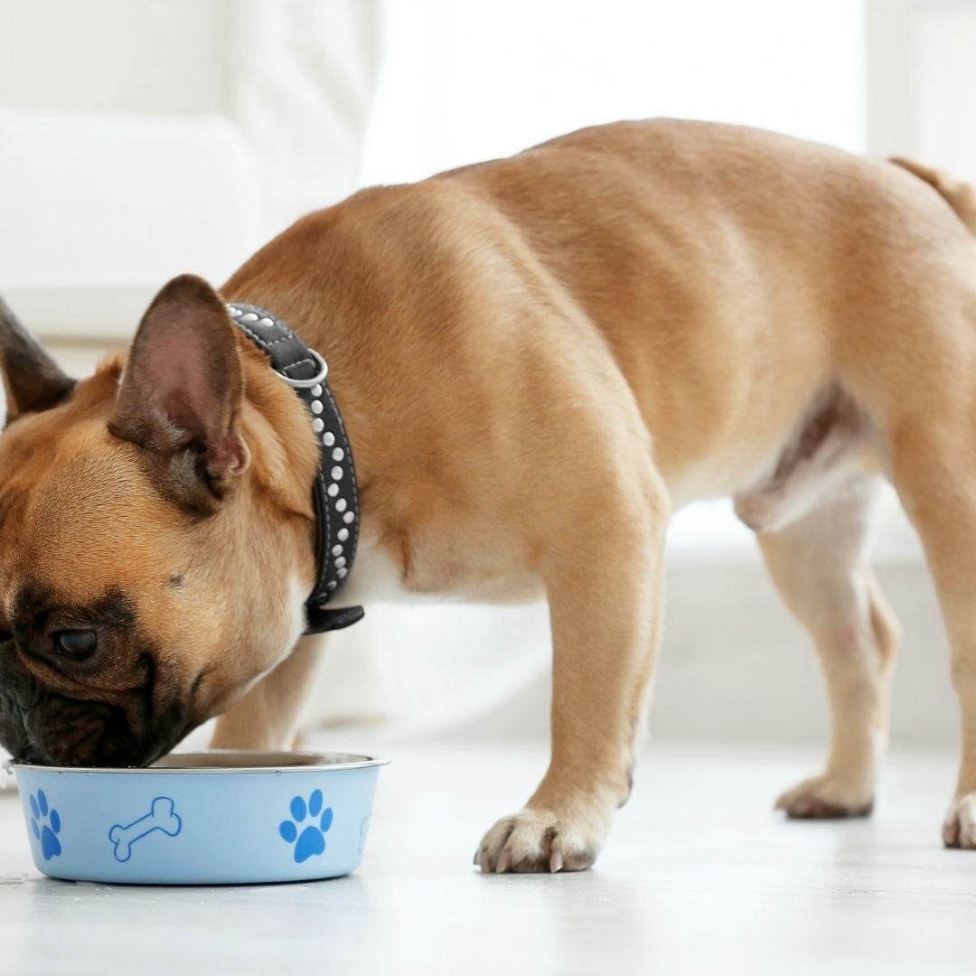 Golden French bulldog eating from their bowl