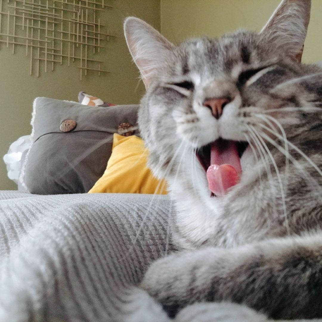 A grey and white cat yawning
