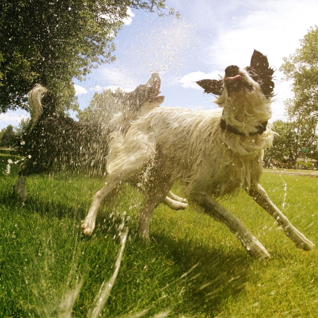 Two fluffy dogs playing in the sprinkler