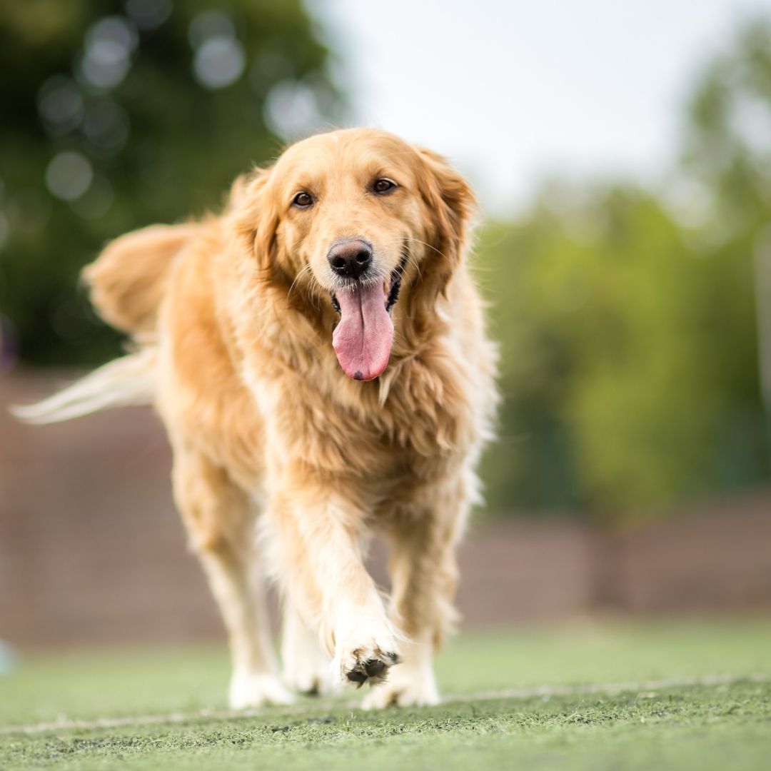 Golden retriever walking with tongue hanging out