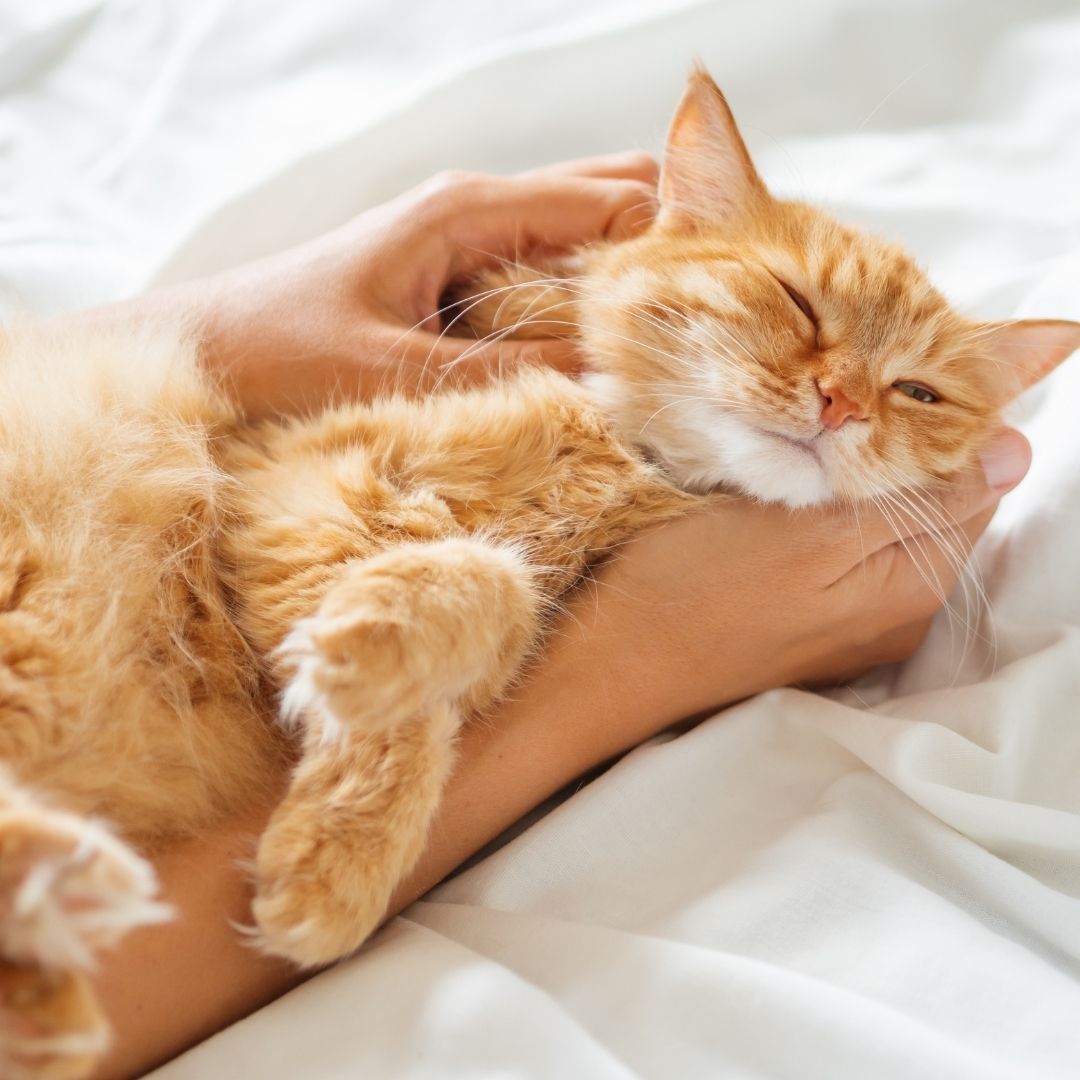 Person cradling a yellow tabby cat
