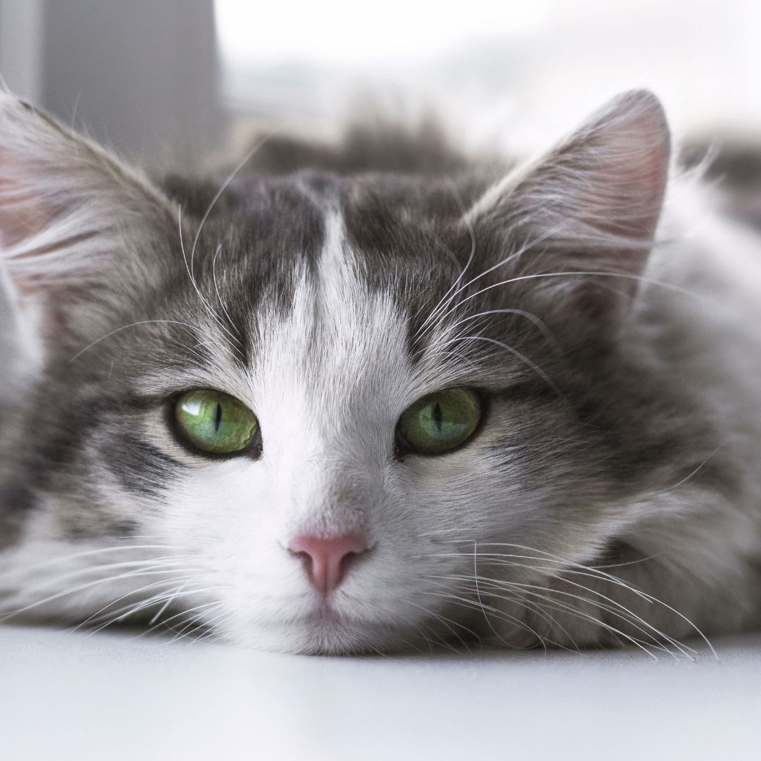 A fluffy grey and white cat with green eyes
