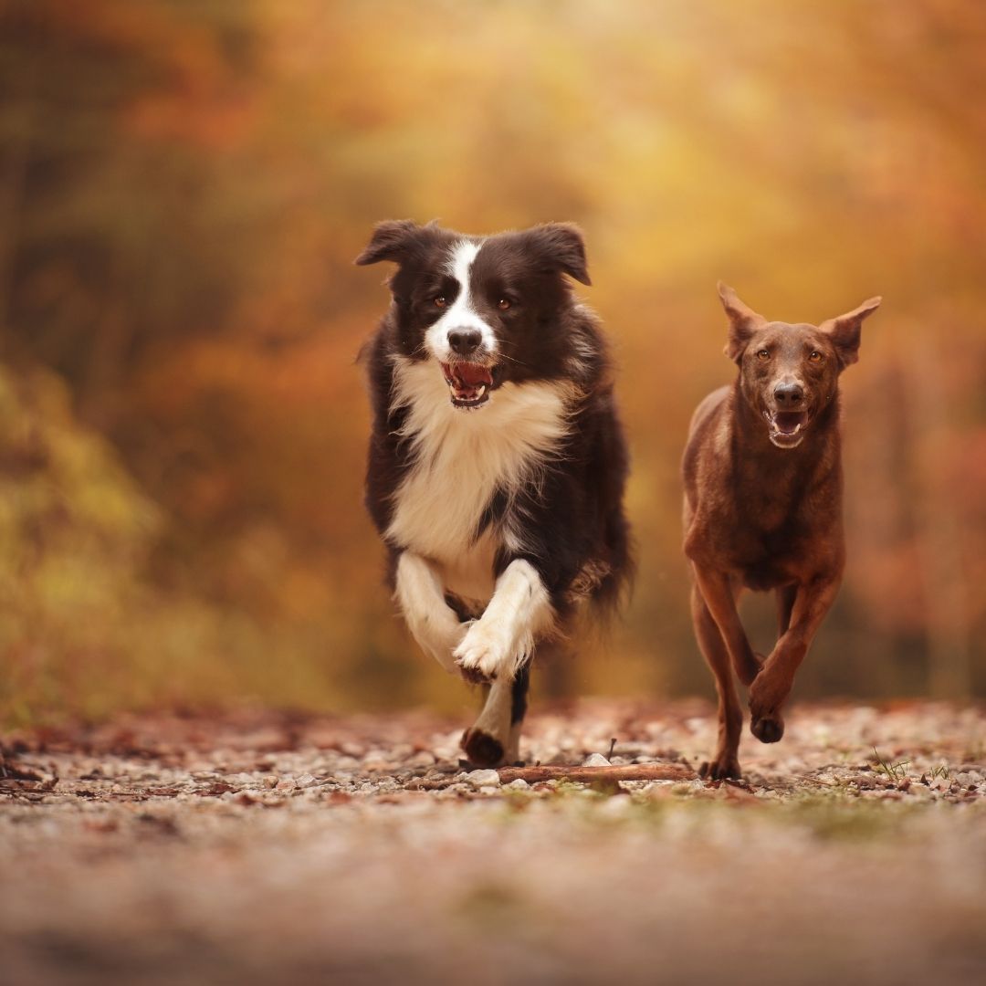 Two dogs running down a dirt path