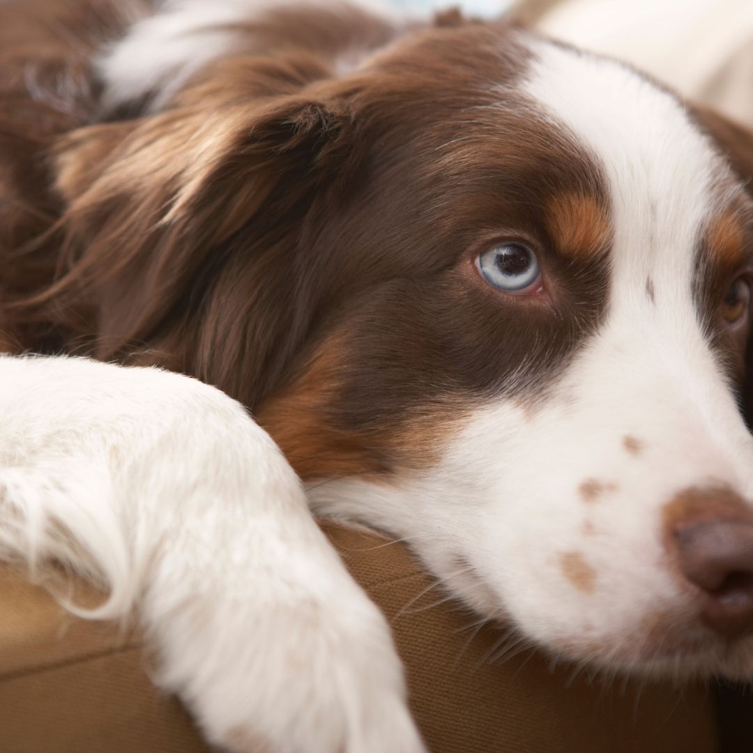 Brown and white dog with blue eyes laying down