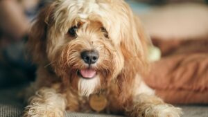 Shaggy golden terrier dog