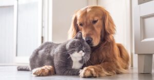 Grey cat snuggling a golden retriever dog