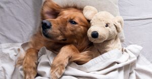A golden retriever cuddling a puppy stuffed animal