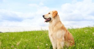 Yellow Labrador sitting in a green meadow