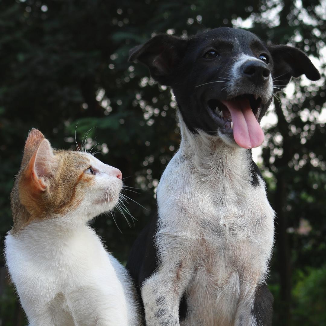 Happy dog and cat