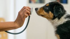 dog sniffing a stethoscope