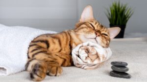 Cat napping with a towel