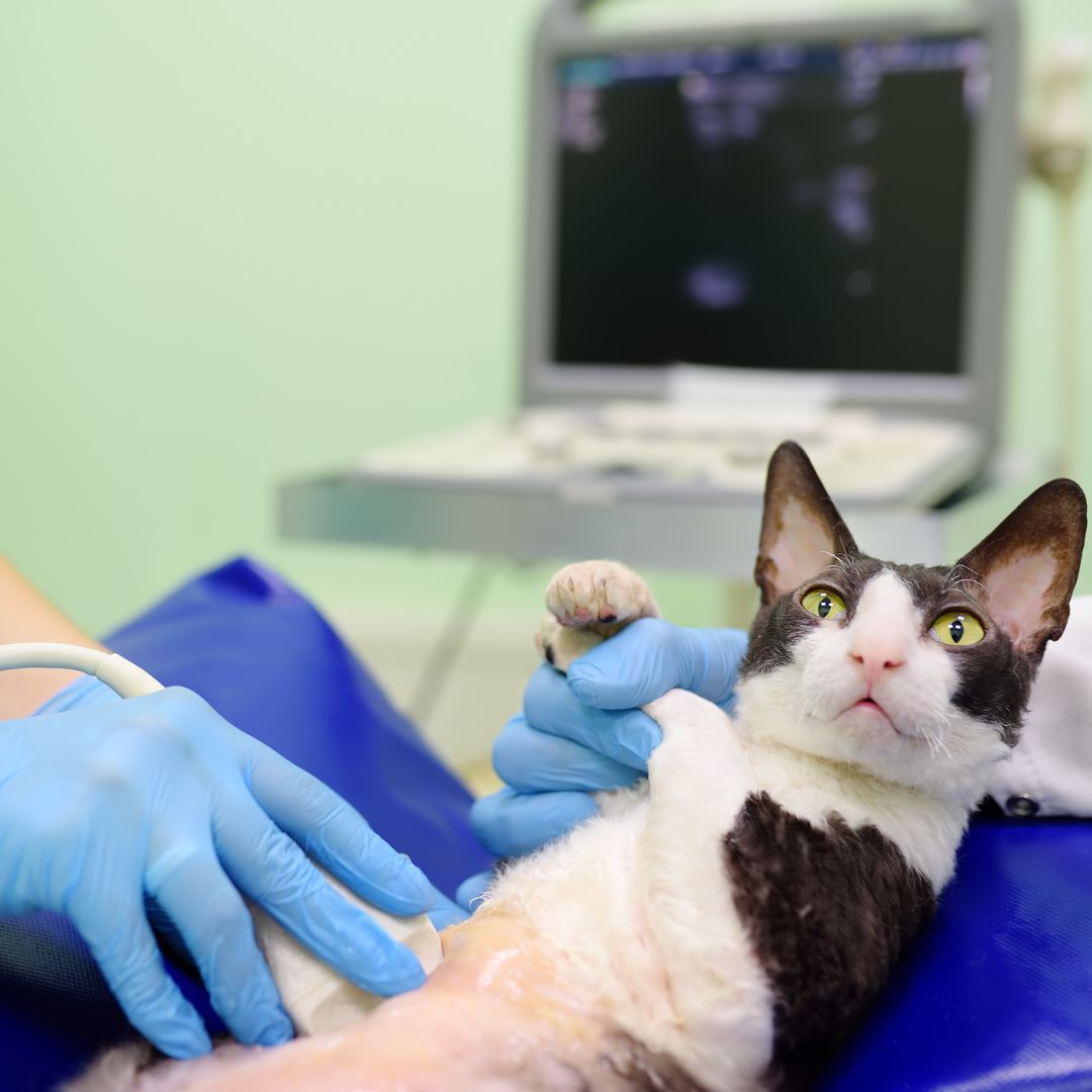 Cat having an ultrasound done. 
