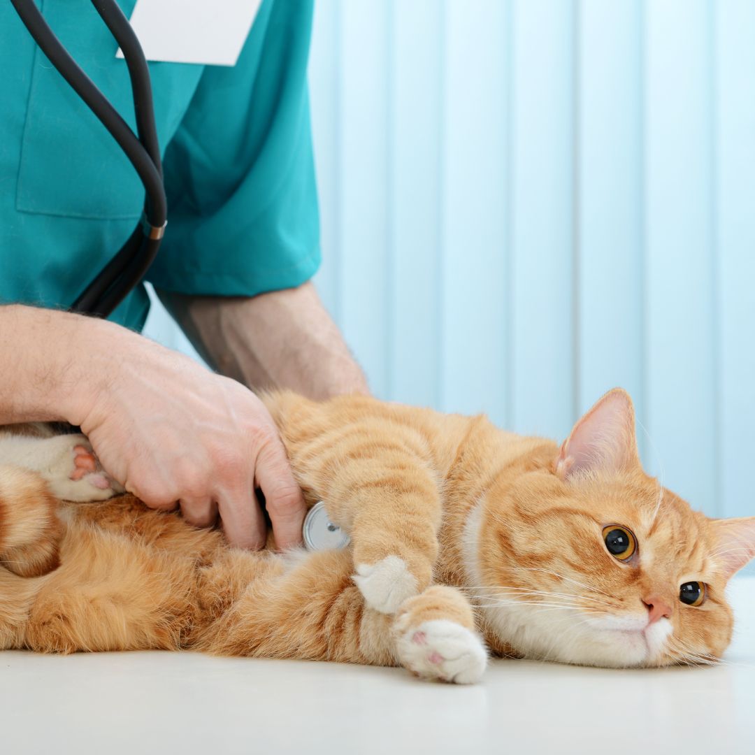 Vet using a stethescope on a cat. 