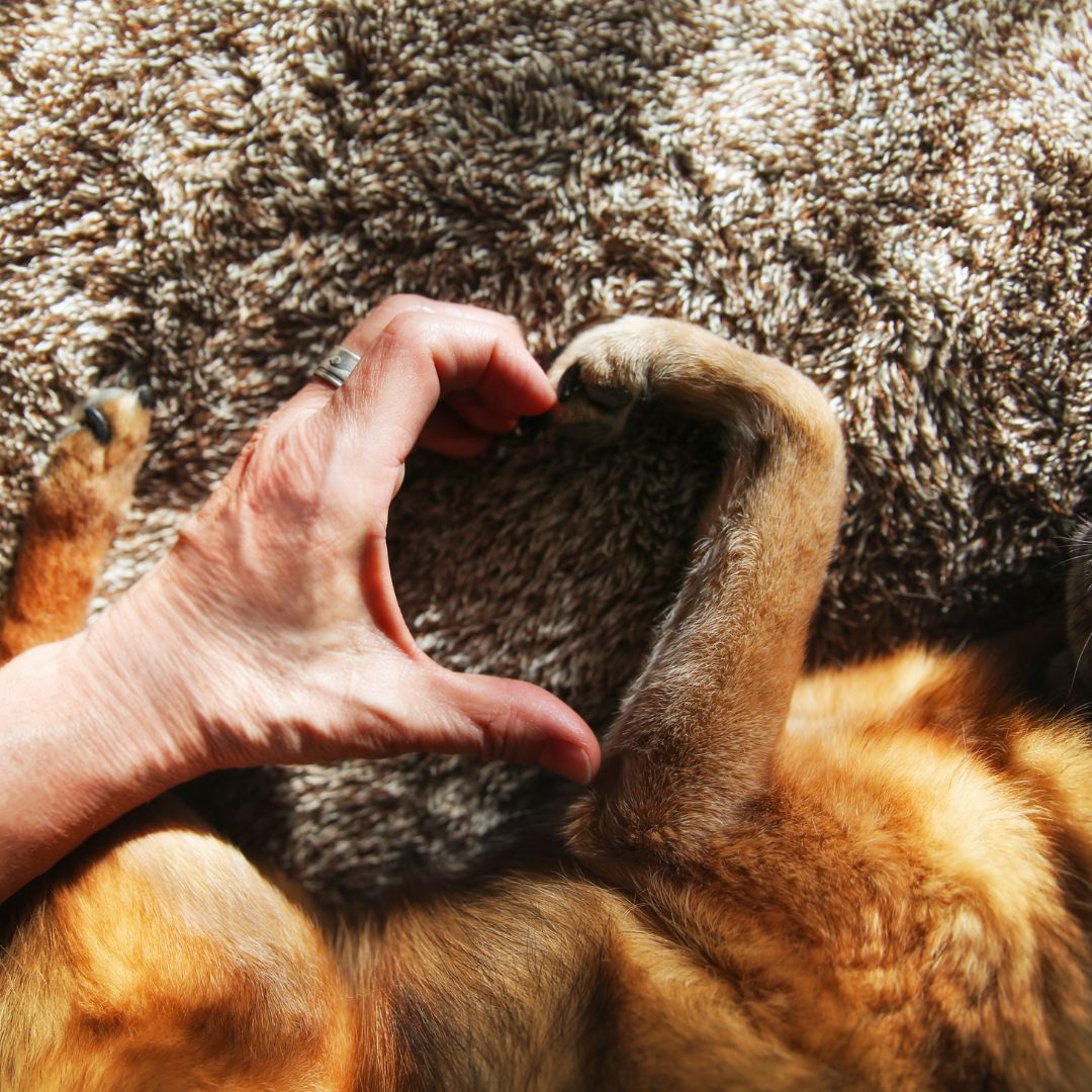 Person completing the shape of a heart with a dog's paw. 
