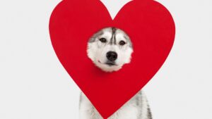 Husky with a heart cutout on its head.