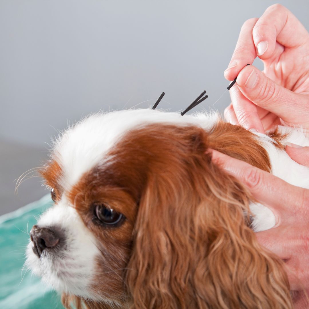 Cavalier King Charles Spaniel getting acupuncture in the head. 