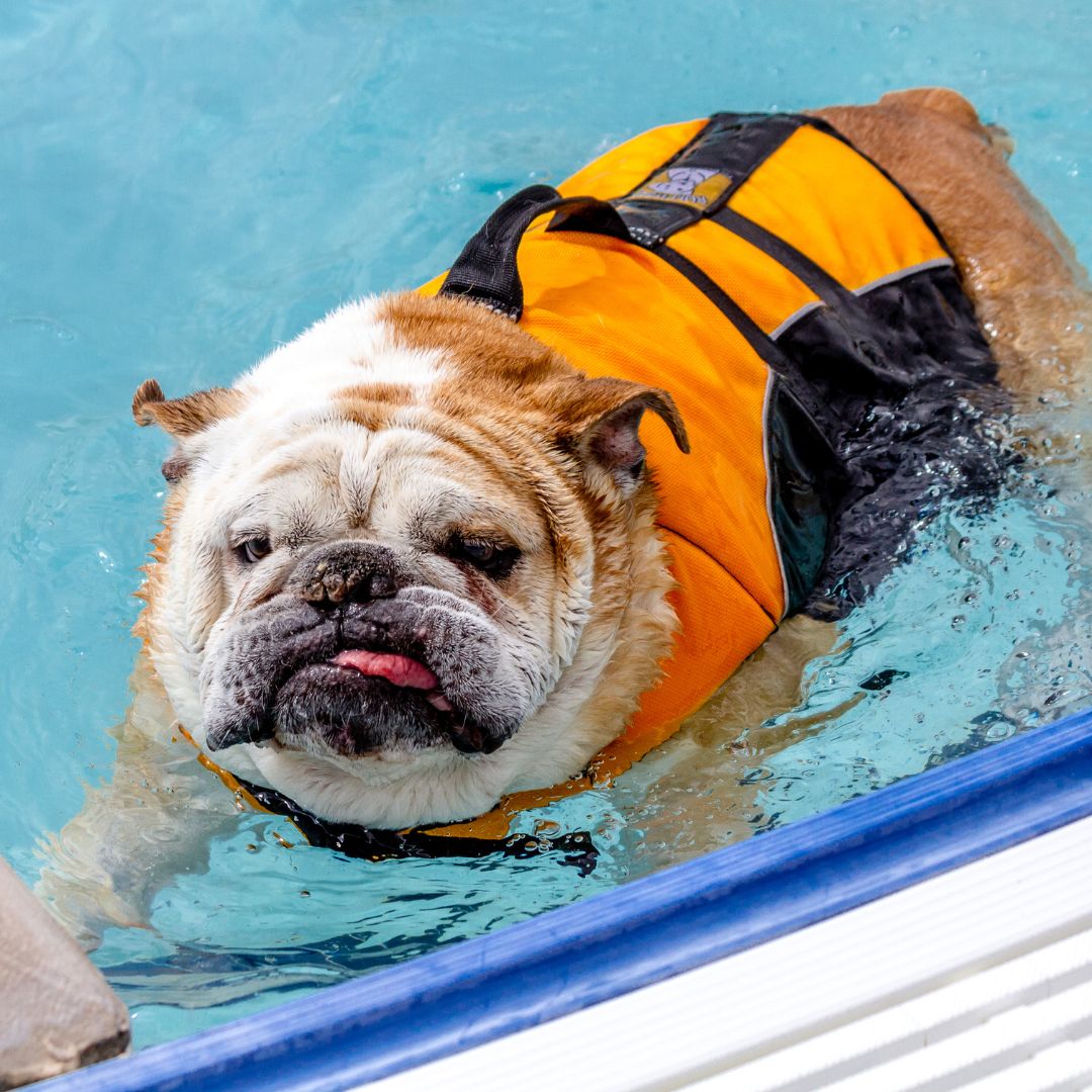 Bulldog wearing an orange vest swimming in a pool. 