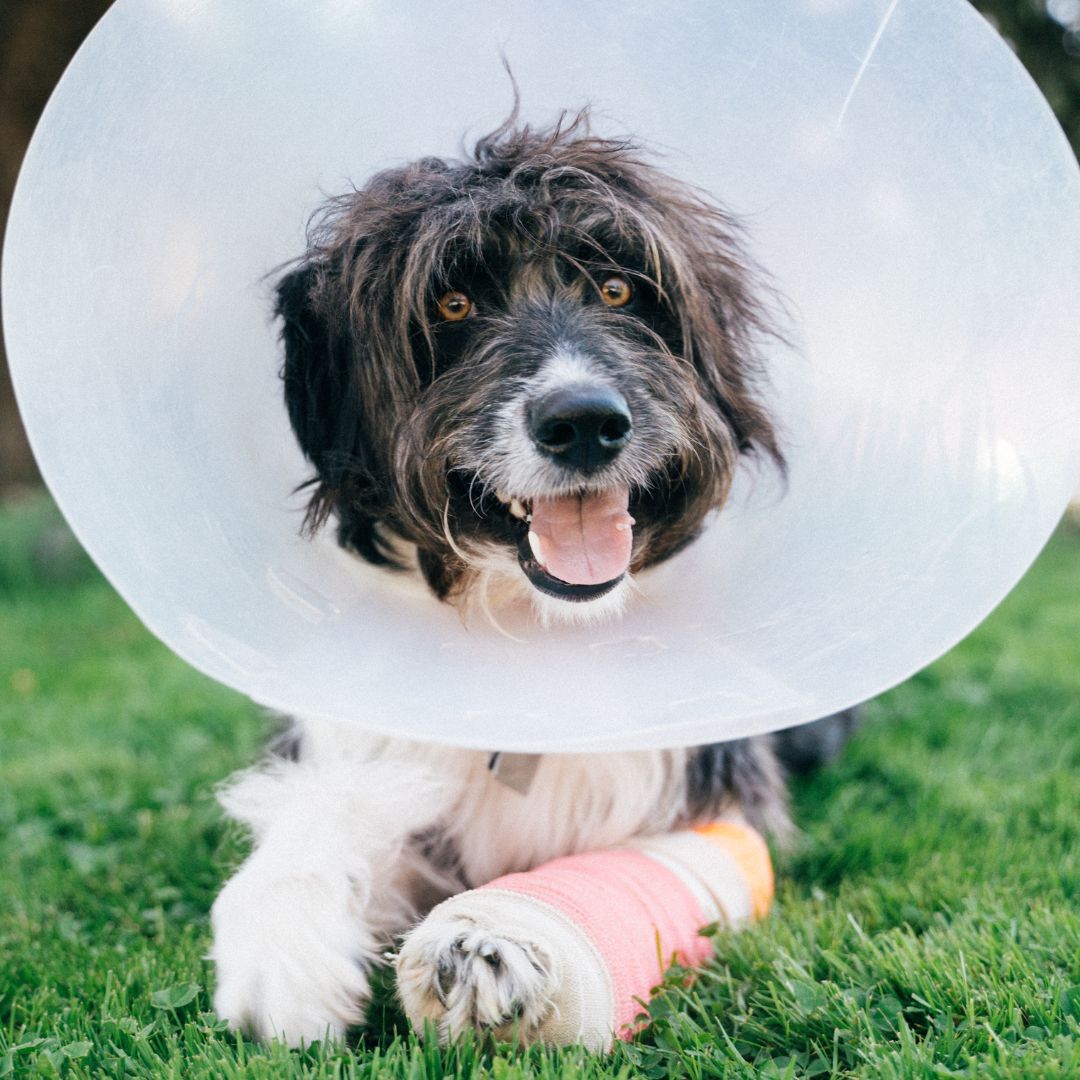 Dog with a cone and a cast on its paw. 