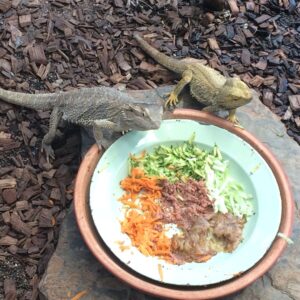 bearded dragons eating from plate