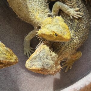 bearded dragons playing in water bowl
