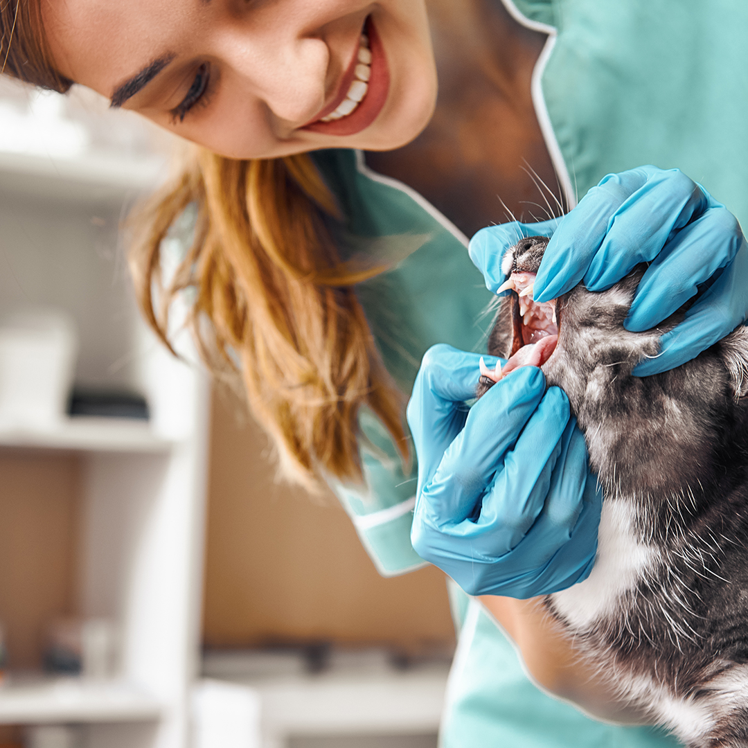 Is everything alright? Young female veterinarian in work uniform is checking teeth of a fluffy black cat in veterinary clinic. Pet care concept. Medicine concept. Animal hospital
