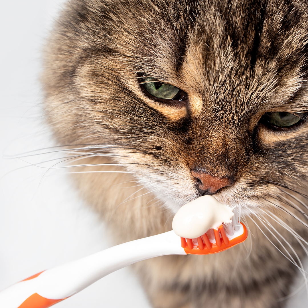 Fluffy tabby cat sniffing on toothpaste on toothbrush. Introduction to brushing cats teeth. Concept for dental health month in February or oral health for pets. Light grey background.