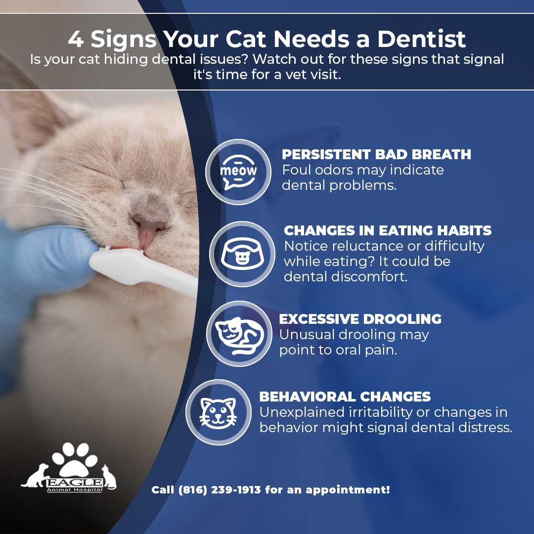 Infographic-4-Signs-Your-Cat-Needs-a-Dentist