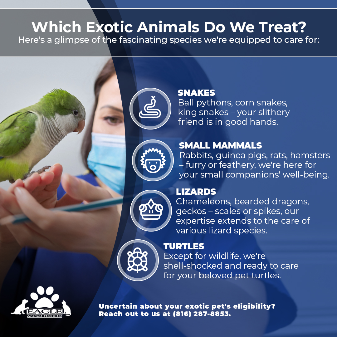 Infographic-Which-Exotic-Animals-Do-We-Treat