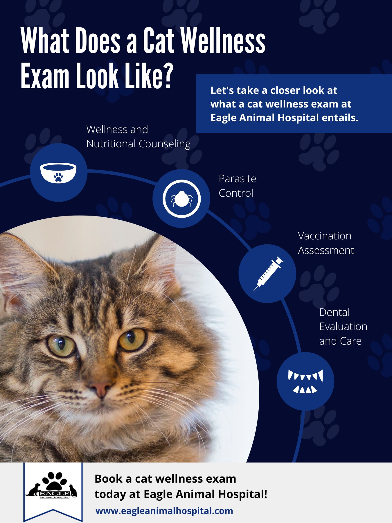 Infographic, What Does a Cat Wellness Exam Look Like