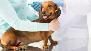 pet vaccination header